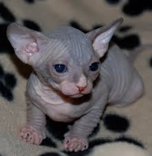 Two Smooth Sphynx Kittens