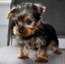 Yorkshire Terrier Two Cute Yorke P.u.p.p.i.e.s