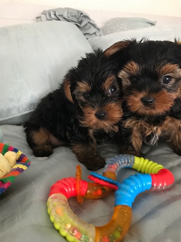 Xmas Female/Male Yorkie puppy for adoption