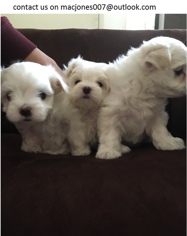 Pretty litter of maltese puppies (240) 339-3720