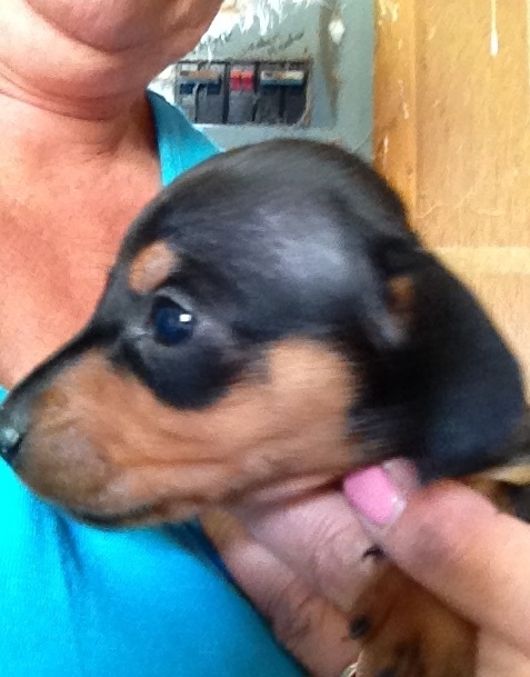 Our miniature dachshund puppies are ready to go.