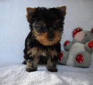 Our beautiful Yorkie puppies
