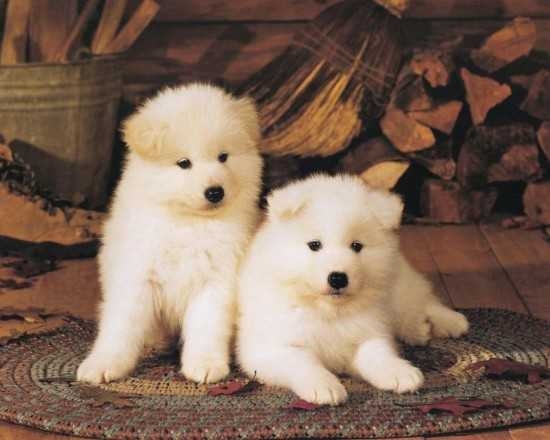 X-Mas Akita Puppies for Adoption