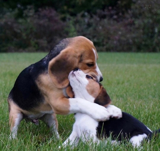 Glad Beagles Puppies