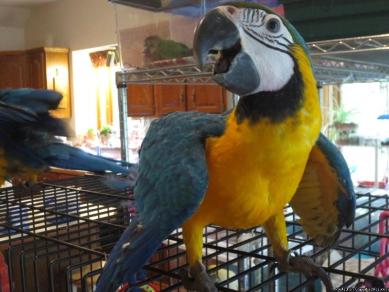  DNA Sexed And Raised Macaw Birds For Homes