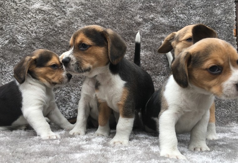 Beagle Puppies For sale 